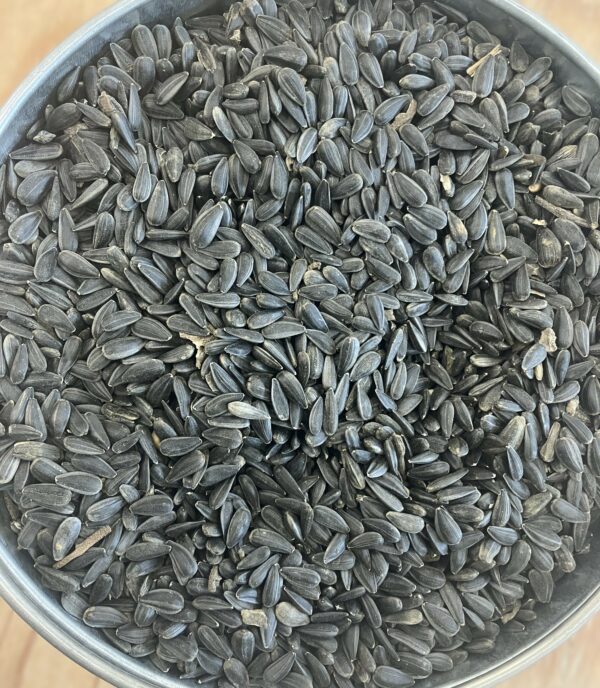 Kaniksu Black Oil Sunflower Seeds (BOSS), 50 lb