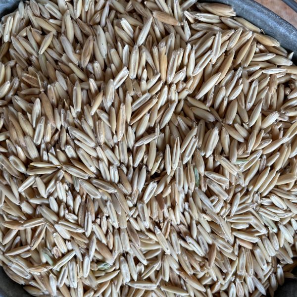 Whole oats, long slender hulled grain