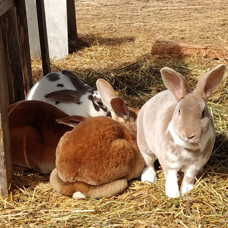 Rabbits & Small Animals