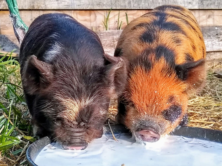 Pigs