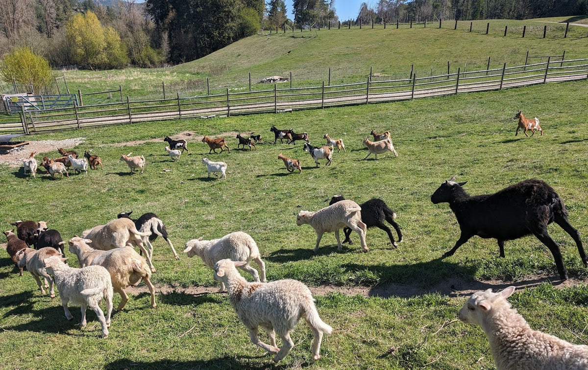 A herd of sheep and goats scattered across a grassy farm field under bright sunlight, with wooden fences and trees in the background.