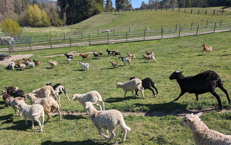 A herd of sheep and goats scattered across a grassy farm field under bright sunlight, with wooden fences and trees in the background.