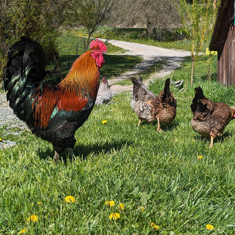 Chickens & Poultry