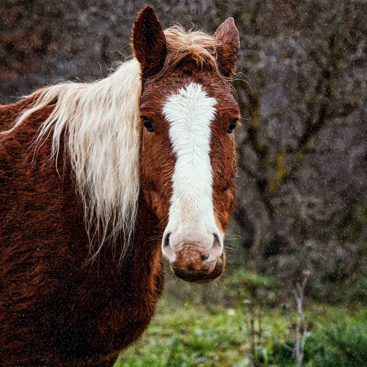 Horse