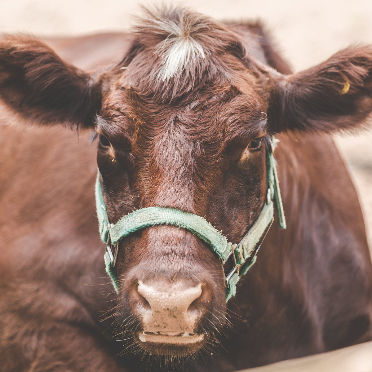 Cattle