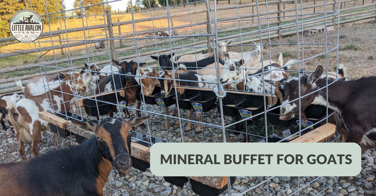 The COMPLETE Mineral Buffet Starter Kit 20 Minerals (non-GMO) + Salt