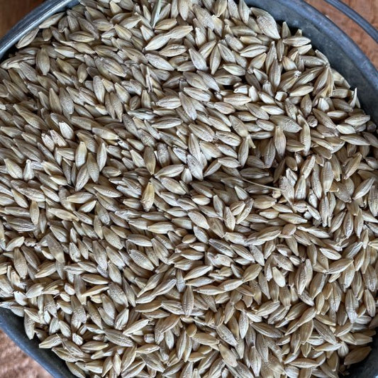 Whole barley grain, plump creased kernels